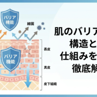 肌のバリア機能の構造とは？仕組みを図解で徹底解説