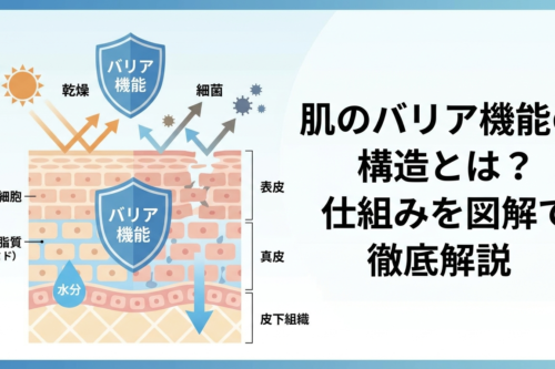 肌のバリア機能の構造とは？仕組みを図解で徹底解説