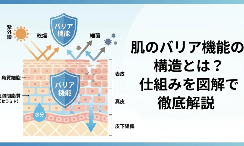 肌のバリア機能の構造とは？仕組みを図解で徹底解説